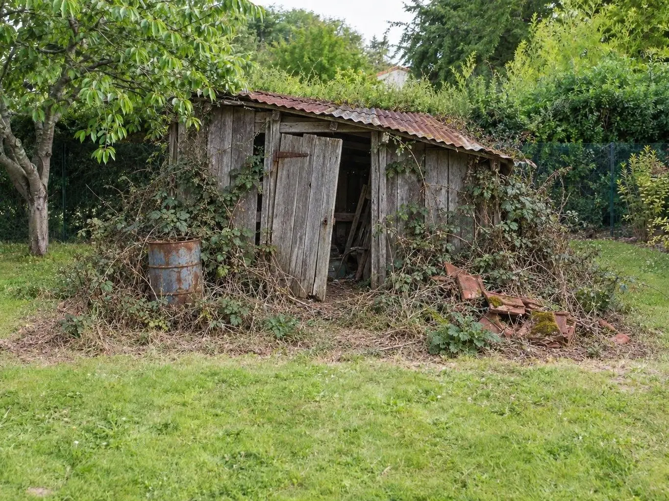 Vieux cabanon en planches grises au toit de tôle rouillée, envahi de ronces, au fond d'un jardin