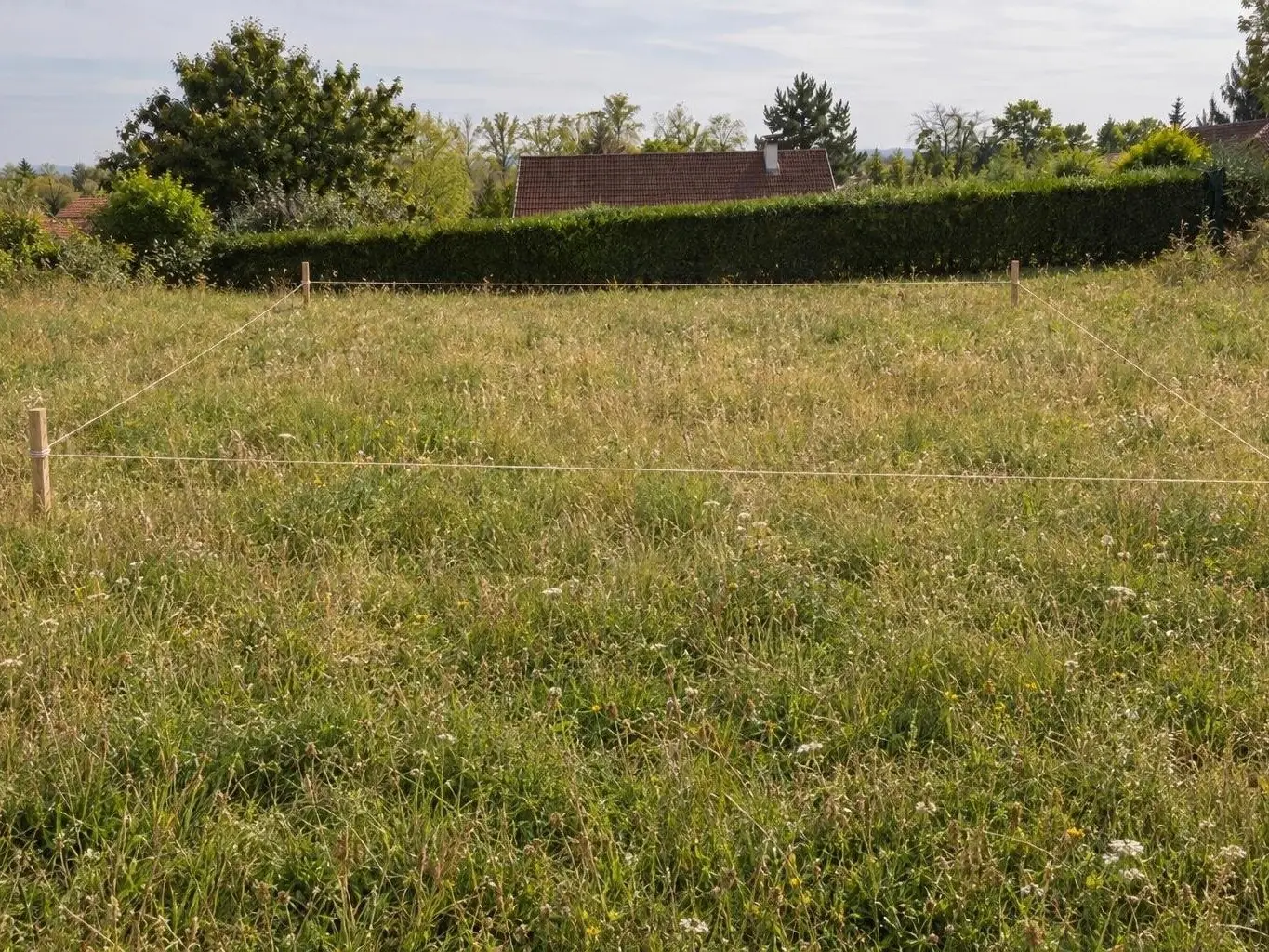 Prairie en herbe haute en pente douce, piquets en bois reliés par un cordeau, haie au fond du terrain