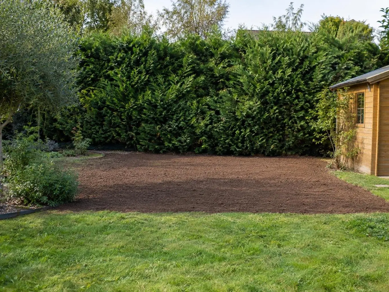Terre brune remise à plat devant une haie de thuyas, abri de jardin en bois à droite, pelouse au premier plan