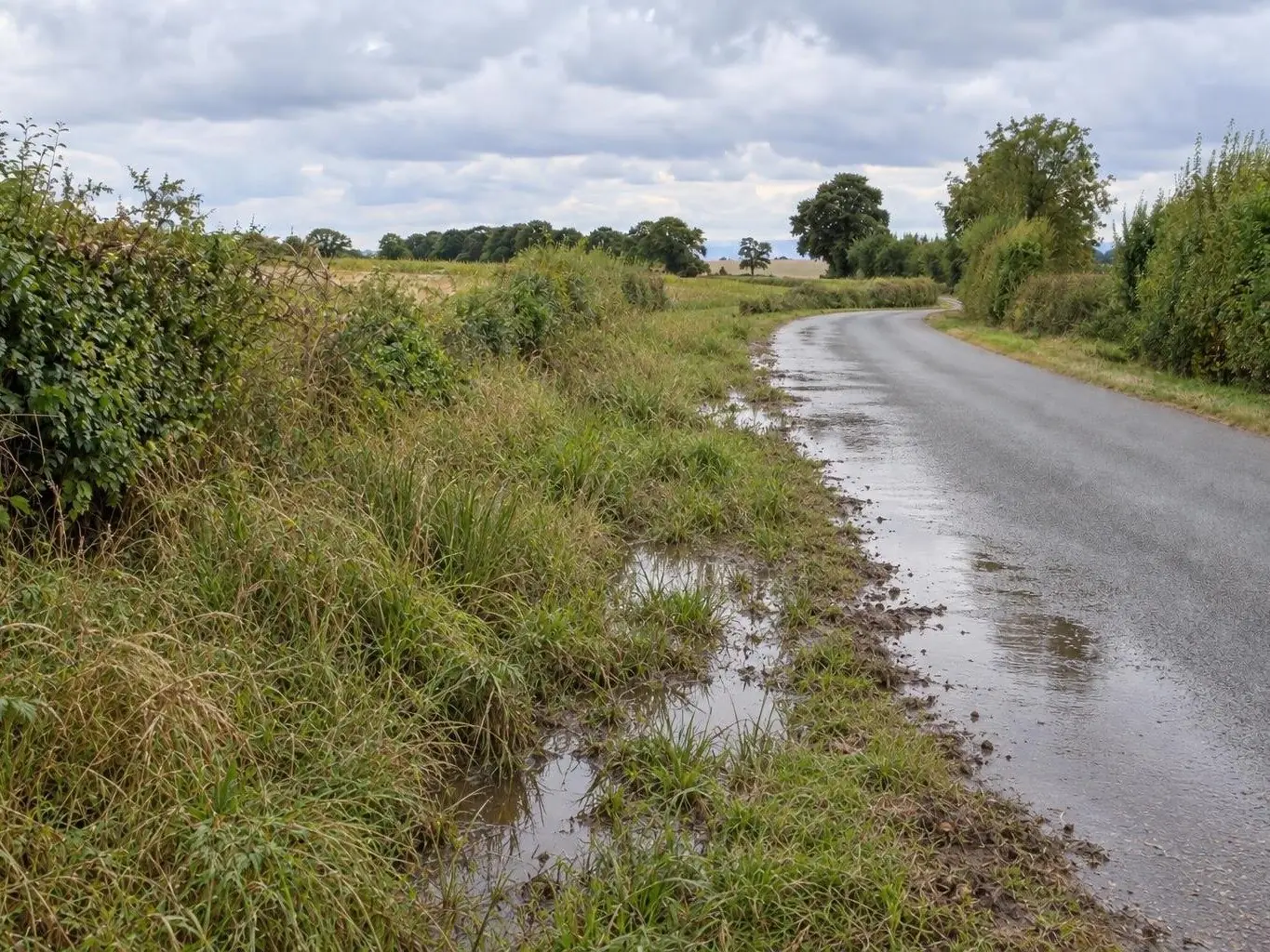 Fossé comblé d'herbe haute le long d'une petite route de campagne, l'eau stagnant en flaques sur l'accotement
